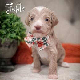 Fable - Apricot male Goldendoodle puppy in Cleveland, Tennessee from Edgewater Doodles & Designer Pups