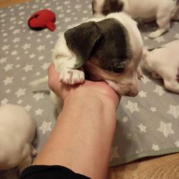 Boy 3 - Gray (blue) and tan male Dachshund puppy in Gracemont, Oklahoma from Frank's Mini Doxies
