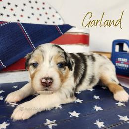 Garland - The Songbird - Blue merle female Australian Shepherd puppy in Pittsville, Wisconsin from Match Dot Pup