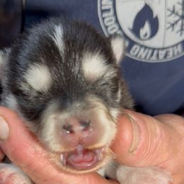 Pumpkin - Gray and white female Pomsky puppy in Spring Hill, Florida from PDQ Pomskies