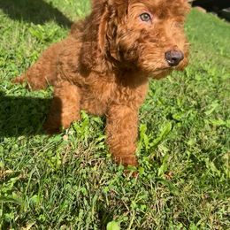 Boy 5 - male Goldendoodle puppy in Mint Hill, North Carolina from DoodleForever