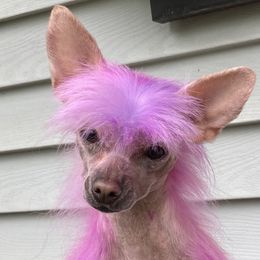 Tag - Chinese Crested