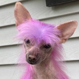 Tag - Chinese Crested