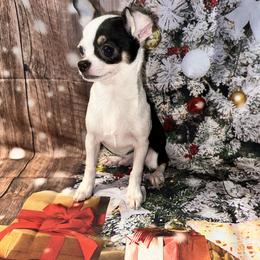 7348 black tri spot on white male - Black and tan male Chihuahua puppy in Palmyra, Indiana from Country Star Chihuahuas