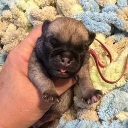 Luna (pink) - Fawn female Pug puppy in Hereford, Arizona from Broken Road Ranch Pugs