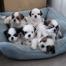 Shih Tzus from Little Paradise of Shih Tzus