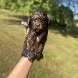 Mocha - Brown female Cockapoo puppy in Albany, Kentucky from Windy Pines Farm