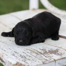 Parker - Black male Whoodle puppy in West Bend, Iowa from Blue Skies Terriers