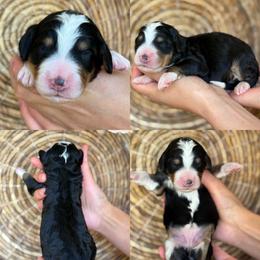 Ashley - Tri-color female Bernedoodle puppy in Yuciapa, California from AlltheDoodlez_
