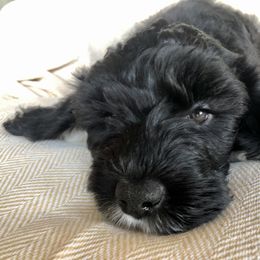 Portuguese Water Dog All Grown Up from Magellan Portuguese Water Dog