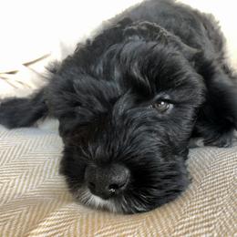 Portuguese Water Dog All Grown Up from Magellan Portuguese Water Dog