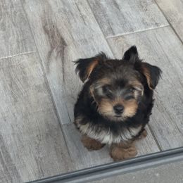 Yorkshire Terrier Puppies from Yorkies in Kyle