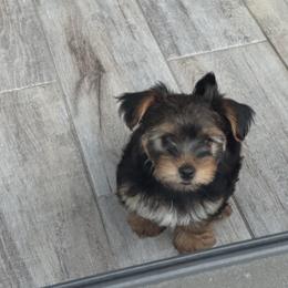 Yorkshire Terrier Puppies from Yorkies in Kyle