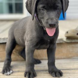 Labrador Retriever Puppies from North Trail Retrievers