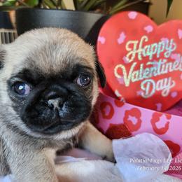 Boy 3 - Fawn male Pug puppy in Lebanon, Maine from Palatial Pugs LLC