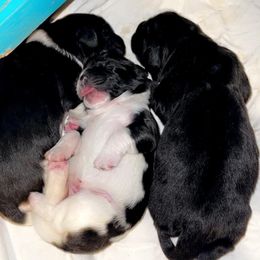 Newfoundland and Shih Tzu Puppies from Grand Meadow Newfoundlands