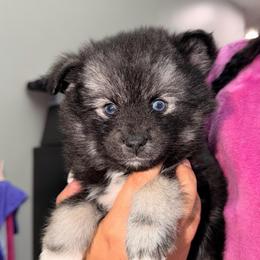 Prince - Black and white male Pomsky puppy in Spring Hill, Florida from Besties Paw Life
