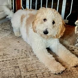 Kazam - Goldendoodle