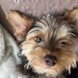 Cocoa - Yorkshire Terrier