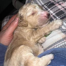 Moss - Apricot male Poodle puppy in Prosperity, Pennsylvania from Stelladoodles & Company