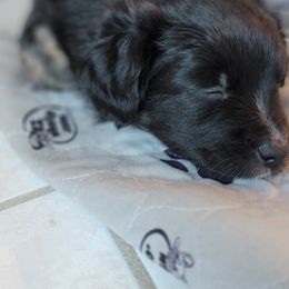 Australian Shepherd Puppies from Summit Australian Shepherds
