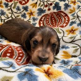 Rue - Cream female Dachshund puppy in Temecula, California from Naomi Magee's Dachshund Kennel