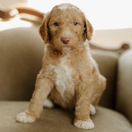 Boy 7 - male Goldendoodle puppy in Hiddenite, North Carolina from Rose and Reid Doodles