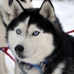 Siberian Huskies from AVADAR Siberians