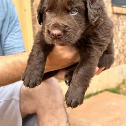 Aussiedoodle Puppies from Royal Paw Aussiedoodles