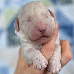 Hickory - Cream male Goldendoodle puppy in Kansas City, Missouri from Beary GoldenDoodles