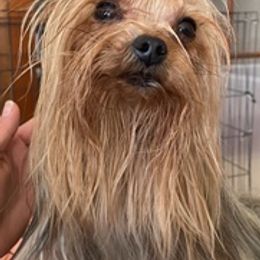 Yorkshire Terriers from Theona's Yorkies