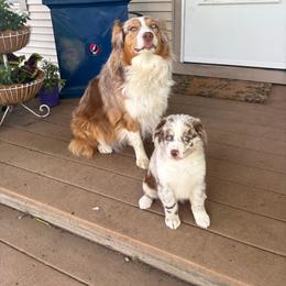 Barney - Red merle male Australian Shepherd puppy in Laotto, Indiana from Circle B working Aussies