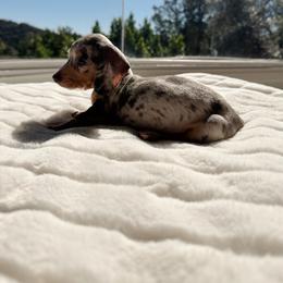 Starbright - Dapple female Dachshund puppy in San Diego, California from Enchantables