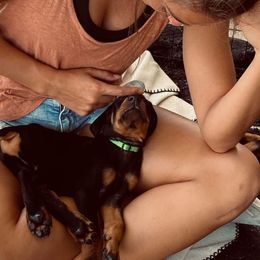 Doberman Pinscher Puppies from Providence Dobermans