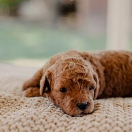 Goldendoodle and Sheepadoodle Puppies from Red River Goldendoodles