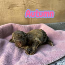 Autumn - Brown and white female Aussiedoodle puppy in Ellenburg Center, New York from Kristin's Puppies