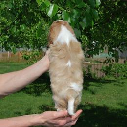 Cavalier King Charles Spaniel Puppies from Halloweentown cavaliers