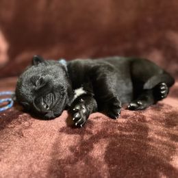 Blue boy - Black male German Shepherd puppy in Riverside, California from Von Der Sagobi
