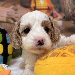 BUBBLES - White female Cavapoo puppy in Dickerson, Maryland from Pawsome Aussie Doodles and Oodles
