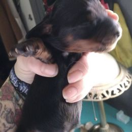 Dachshunds from Jennifer Baxter's Dachshunds