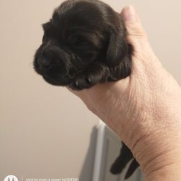 Tiny Bear - Black female Dachshund puppy in Annandale, Minnesota from Weiners on a Hill
