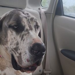 Great Danes from Cortney's Great Danes