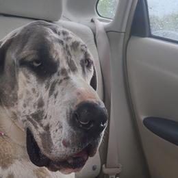 Great Danes from Cortney's Great Danes