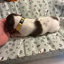 Yellow - White and liver female German Shorthaired Pointer puppy in Spencer, Massachusetts from Outback Kennels