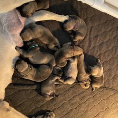Purple - Boerboel puppy in Chico, California from Rivers Edge Boerboels