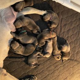 Purple - Boerboel puppy in Chico, California from Rivers Edge Boerboels