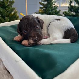 Aslan - White and red male Bordoodle puppy in Valley Center, California from Circle R Valley Bordoodls