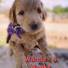 Aussiedoodle Puppies from Color Country Doodles