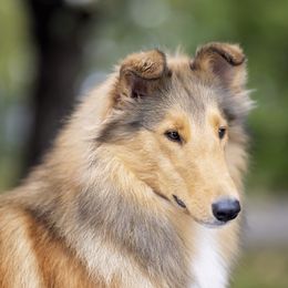Collies from Savoy Collies