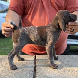 Liver roan - Liver roan female German Shorthaired Pointer puppy in Blue Rapids, Kansas from Black vermillion pointers